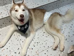 -Husky Go!哈士奇体验馆·宠物咖啡厅狗咖