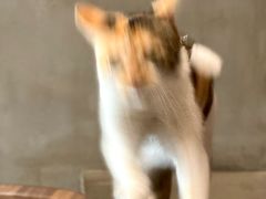 -Again Coffee Roaster(香蜜湖店)