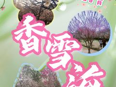 -香雪海