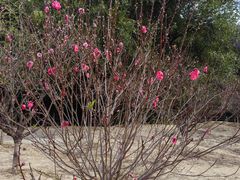 -南国桃园旅游度假区