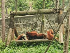 -都江堰中华大熊猫苑