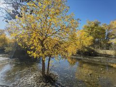 -金塔沙漠胡杨林景区