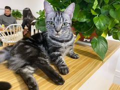-李小姐の猫咖啡馆(五角场店)