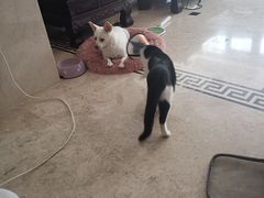 -圣宠动物医院·犬猫专科·影像中心·外科中心