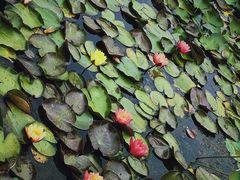 -昆山城市生态森林公园