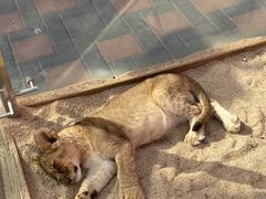 -北京野生动物园