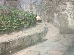 -都江堰中华大熊猫苑