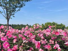 -广富林郊野公园