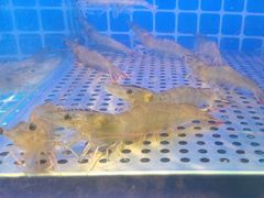 -透明思烤·自助烤肉海鲜火锅(东部星悦天地店)