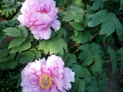 android_upload_pic-沈阳植物园