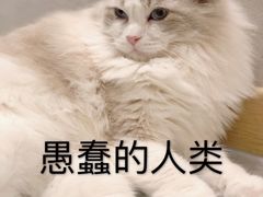 -飞行喵MR PILOT|猫舍·猫咖(静安大融城店)