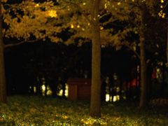 -朝阳公园