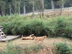 -石家庄市动物园