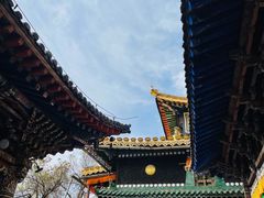 -塔尔寺菩提树