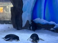 -上海海昌海洋公园