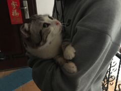 -Bastet sally猫舍购宠(静安店)