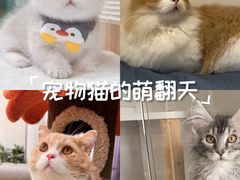 -Bastet sally猫舍购宠(静安店)