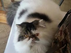 -喵园·猫主题咖啡厅·撸猫·猫咖(国贸店)