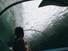 -悉尼海洋生物水族馆