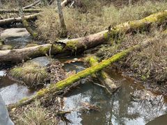 -五营红松林海景区