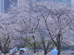 -西北湖绿化广场