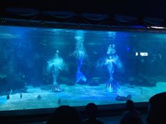 -石家庄海洋公园