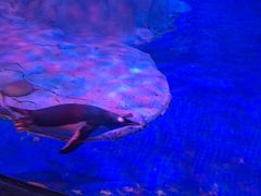 -芜湖新华联大白鲸海洋公园