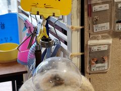 -平行世界·猫咖(首经贸店)