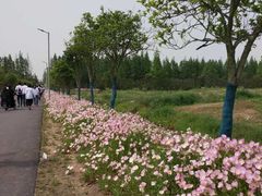 -上海长兴岛郊野公园