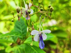 -中国科学院西双版纳热带植物园