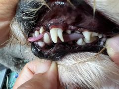 -宠福鑫康馨动物医院·骨科·眼科