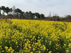 -南汇桃花村