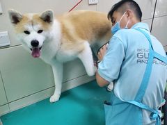 -北京观赏动物医院·24小时大型综合·猫专科·异宠专科