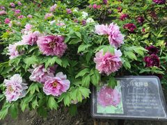 -莲花池公园
