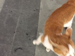 -狗撵鸭(泰山公寓店)