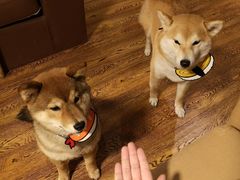 -柴务处·柴犬主题狗咖