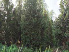 -石榴庄公园