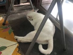 大白猫-胡荣泉