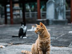 -四门塔风景区