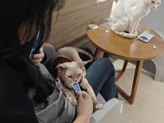 -藏猫猫咖啡主题馆(中央大道店)