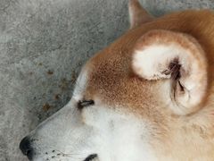 -柴犬高等学院·狗咖·柴犬售卖·宠物训练