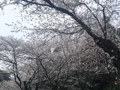 -武汉大学-樱园