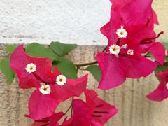-天鹿湖森林公园