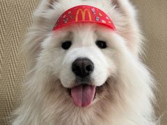 -星多哈·狗咖·拼豆·咖啡