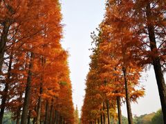 -圩墩遗址公园