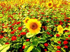 -北陵公园