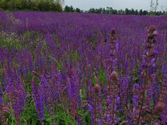 -汉长安城未央宫国家考古遗址公园