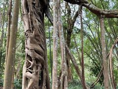 -中国科学院西双版纳热带植物园