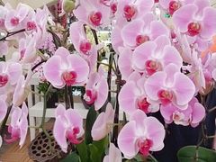 -荷兰花海