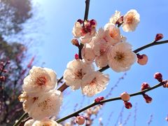 -梅花山(明孝陵内)